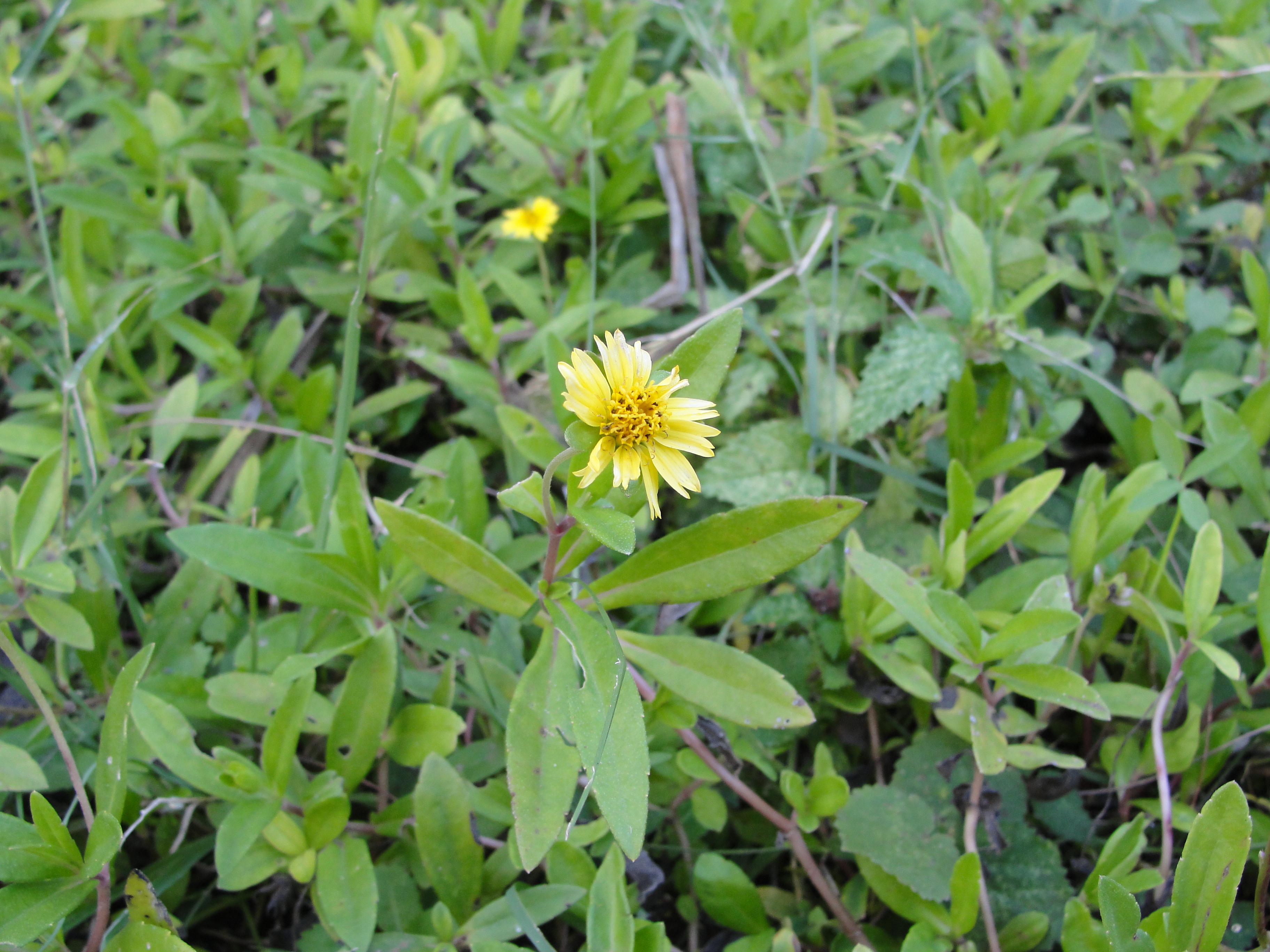 Eclipta alba